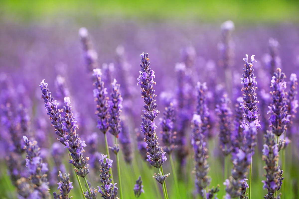 Your Premium Online Garden Center