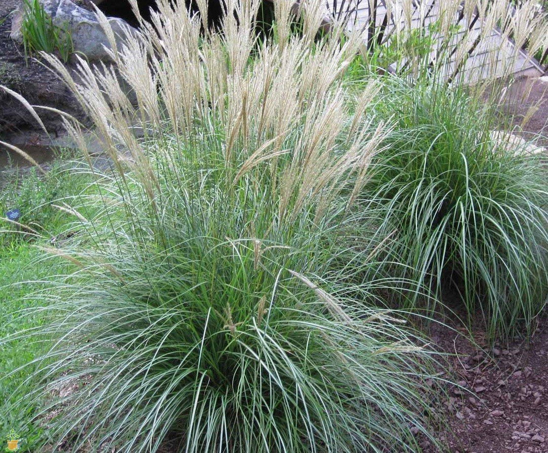 Adagio Miscanthus Maiden Grass - Image 2