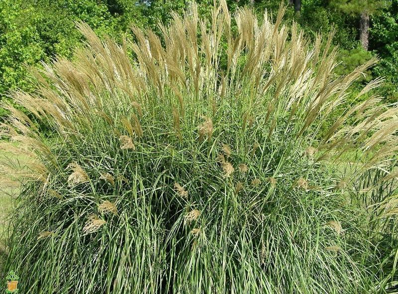 Adagio Miscanthus Maiden Grass - Image 3