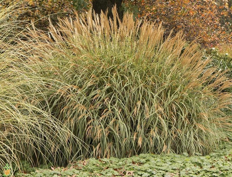 Adagio Miscanthus Maiden Grass - Image 4