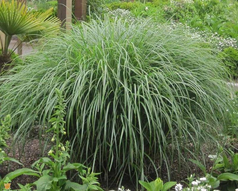Adagio Miscanthus Maiden Grass - Image 5