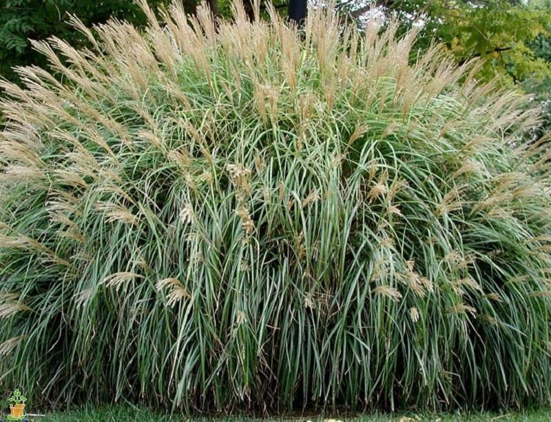 Adagio Miscanthus Maiden Grass - Image 6