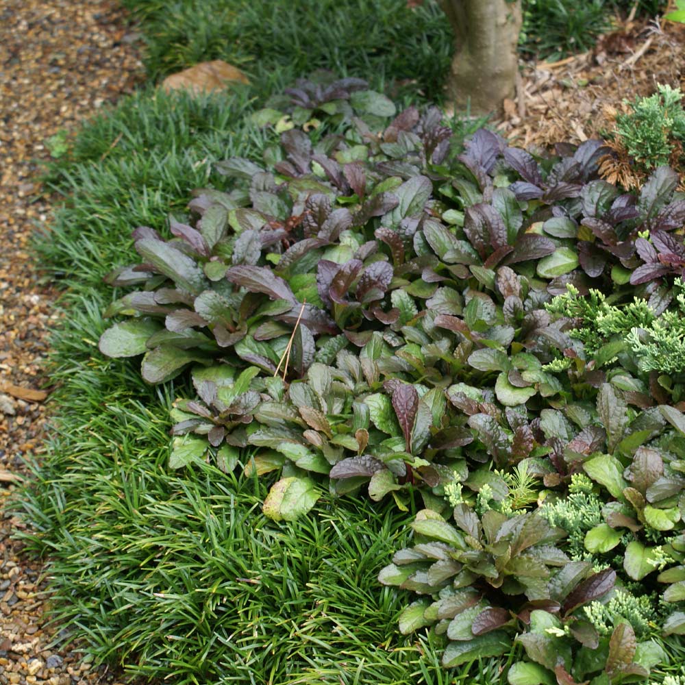 Ajuga Chocolate Chip - Image 2
