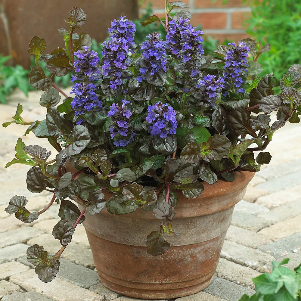 Ajuga Chocolate Chip - Image 3