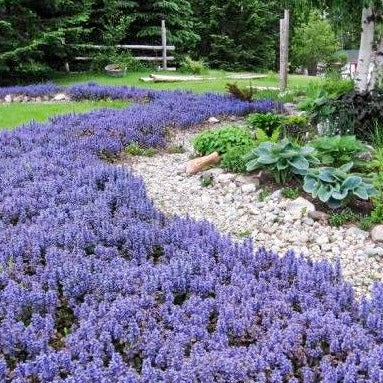 Ajuga Chocolate Chip - Image 4