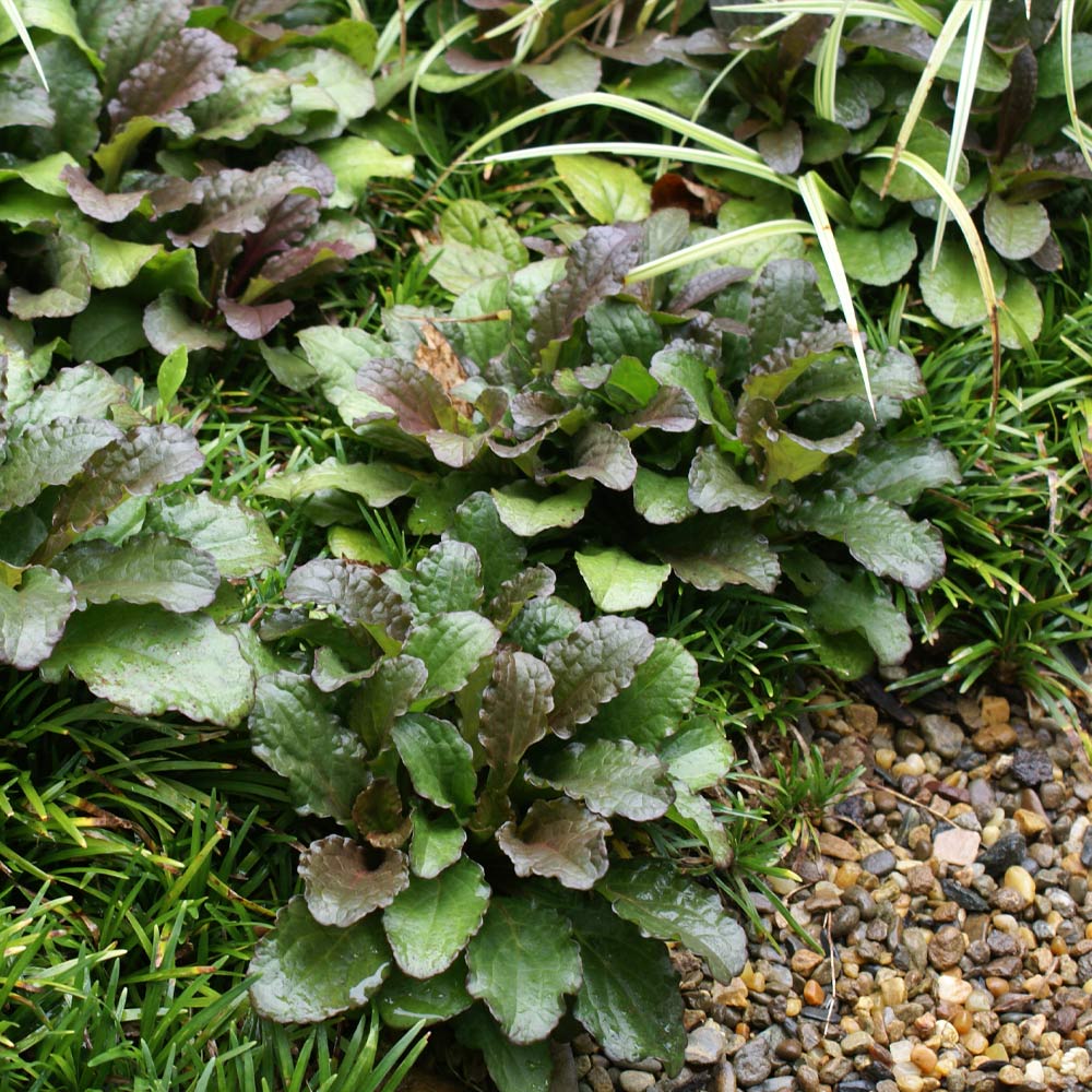 Ajuga Chocolate Chip - Image 5