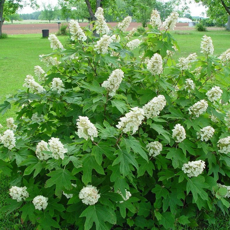 Alice Oakleaf Hydrangea