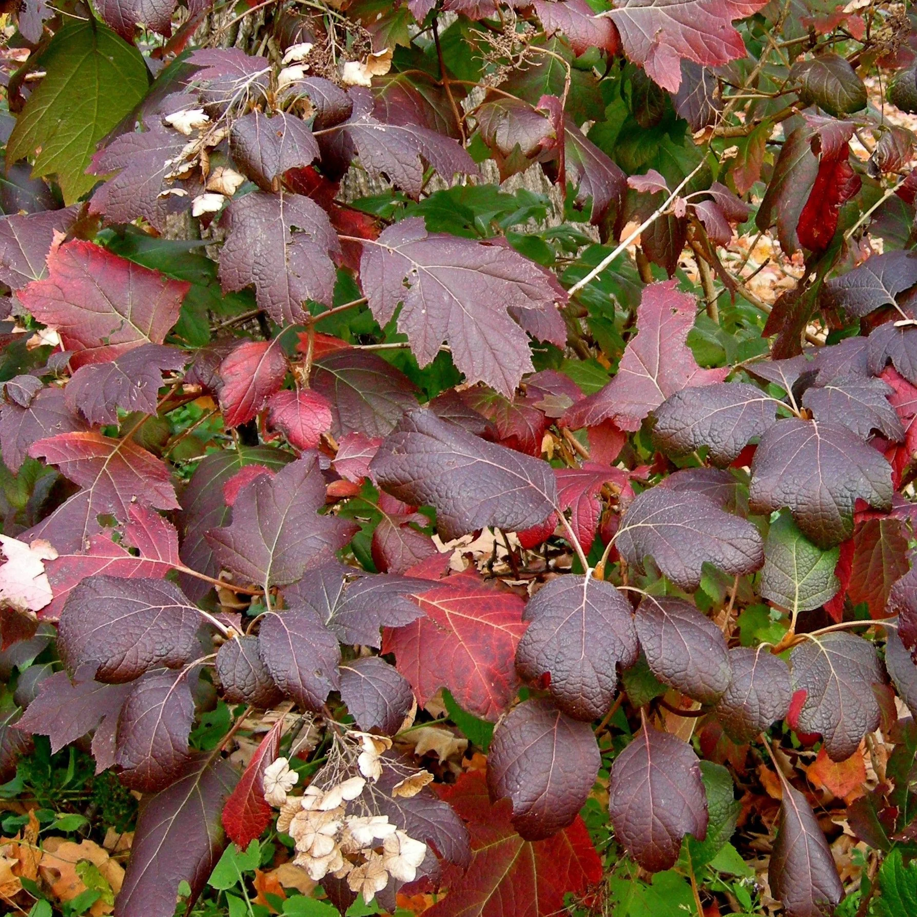 Alice Oakleaf Hydrangea - Image 2
