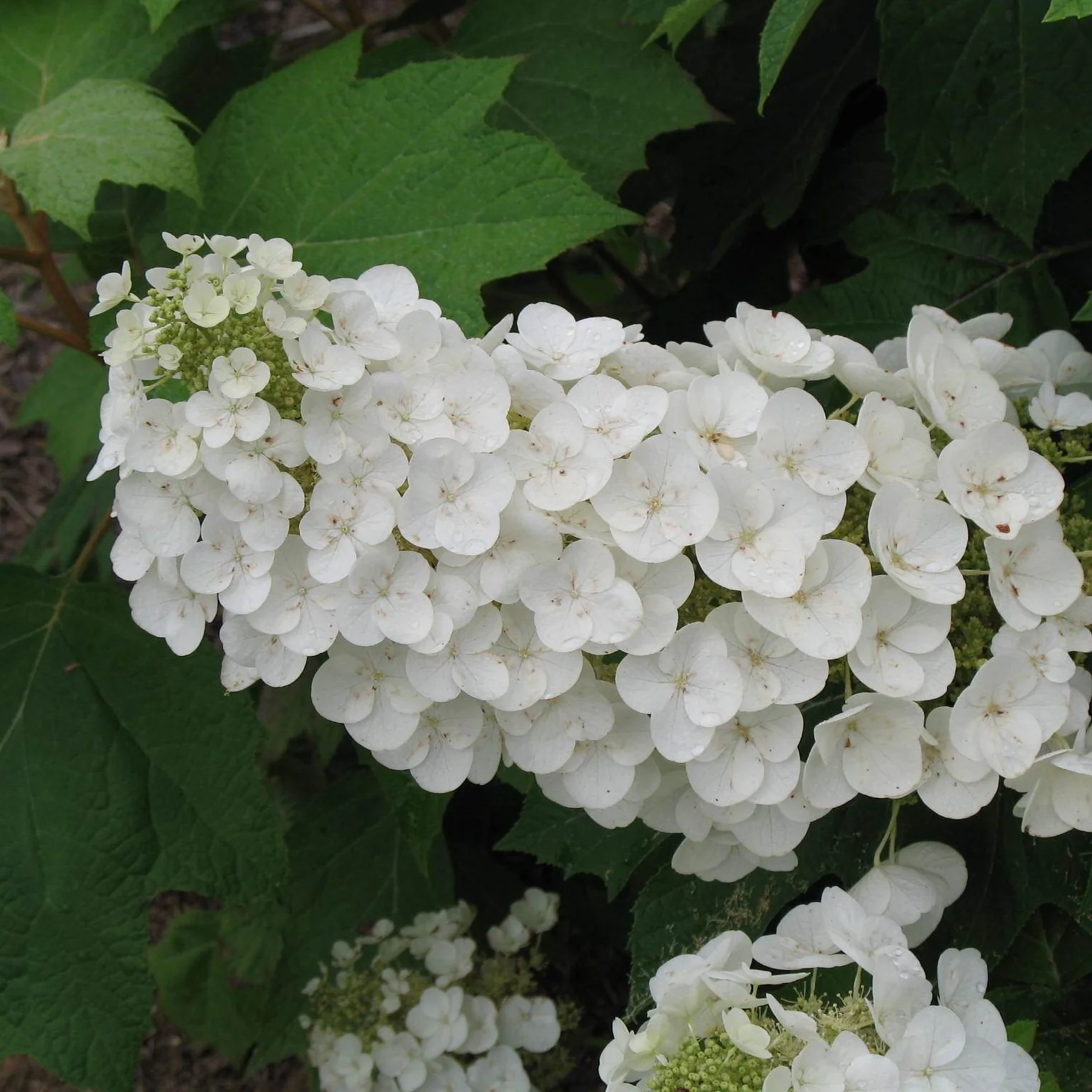 Alice Oakleaf Hydrangea - Image 3