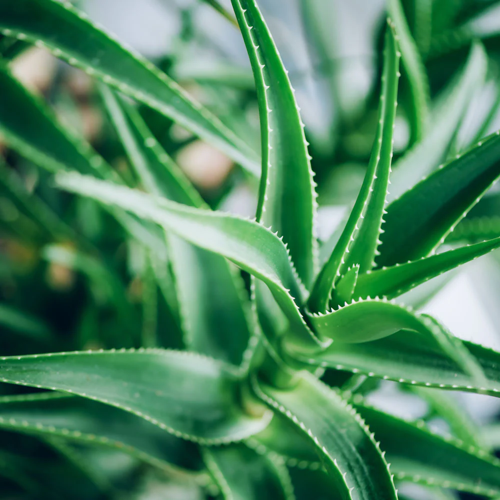 Aloe Vera - Image 2
