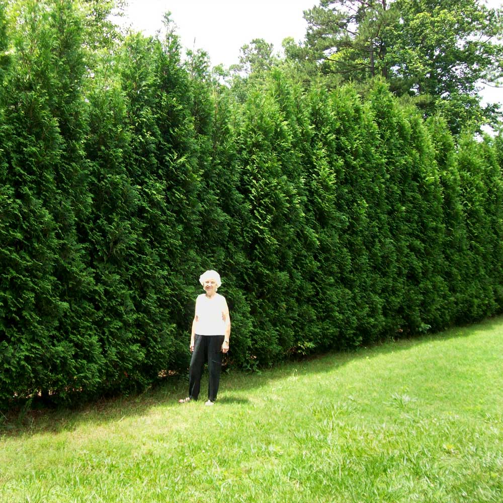 American Pillar Arborvitae - Image 3
