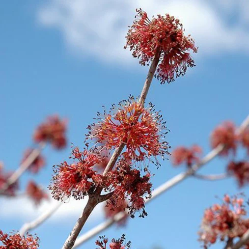American Red Maple Tree - Image 2