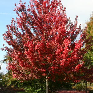 American Red Maple Tree - Image 3