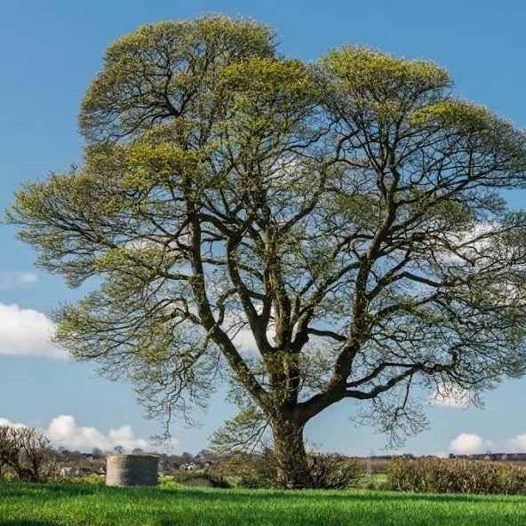 American Sycamore Tree - Image 3