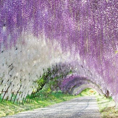 Amethyst Falls Wisteria Vine - Image 2