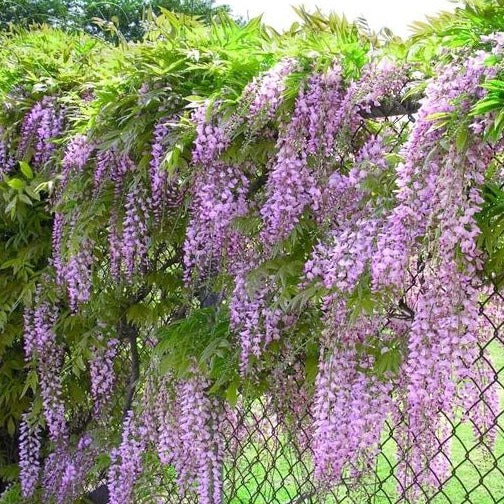 Amethyst Falls Wisteria Vine - Image 3