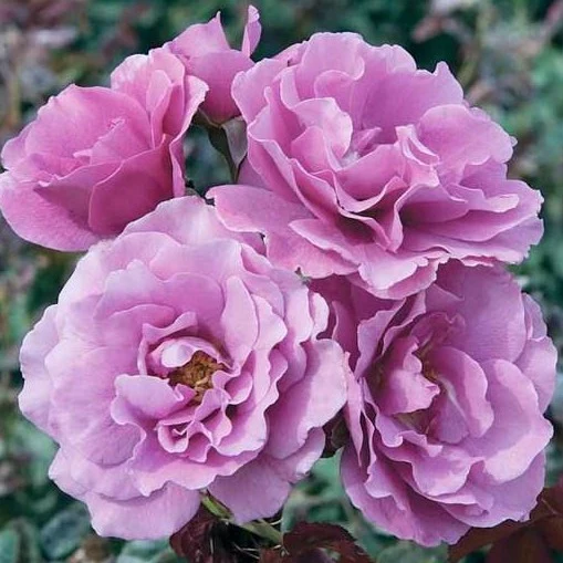 Angel Face Rose Tree - Image 2