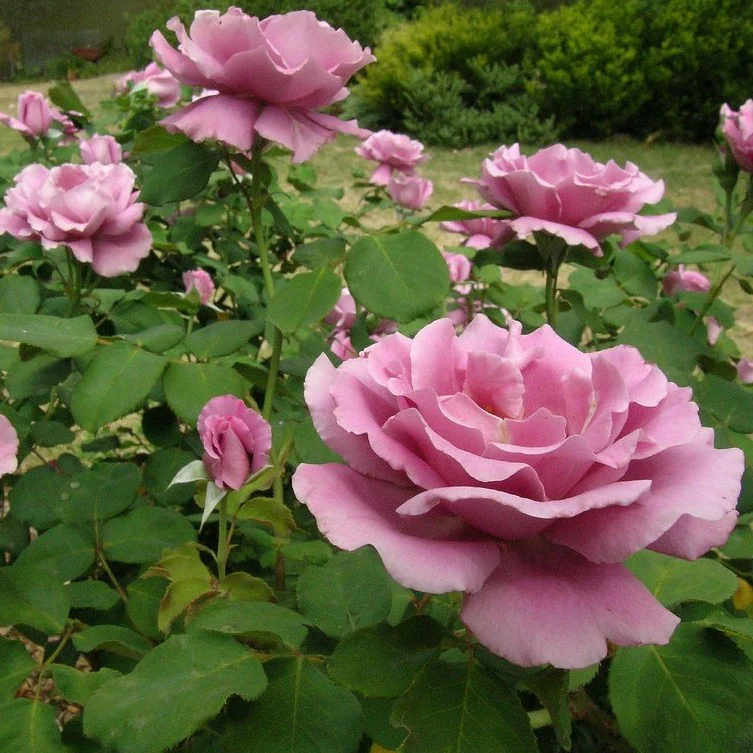 Angel Face Rose Tree - Image 3