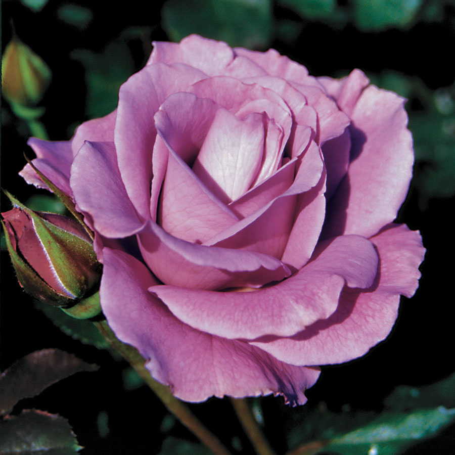 Angel Face Rose Tree - Image 4
