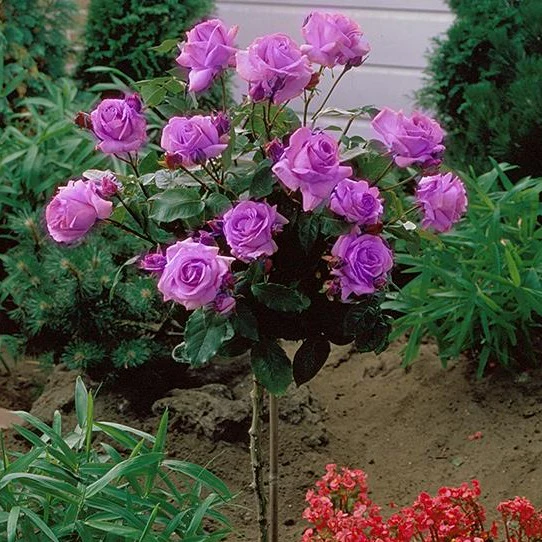 Angel Face Rose Tree - Image 5
