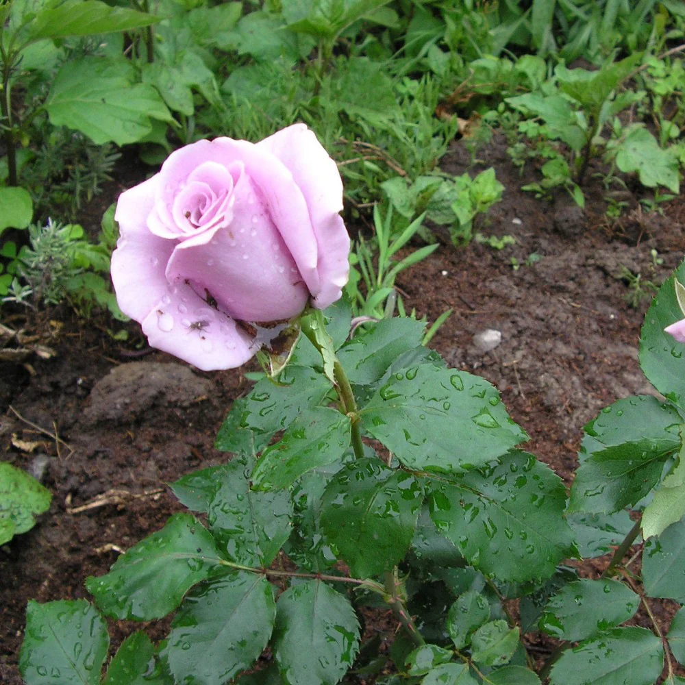Angel Face Rose Tree - Image 6