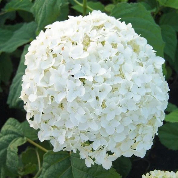 Annabelle Hydrangea - Image 3