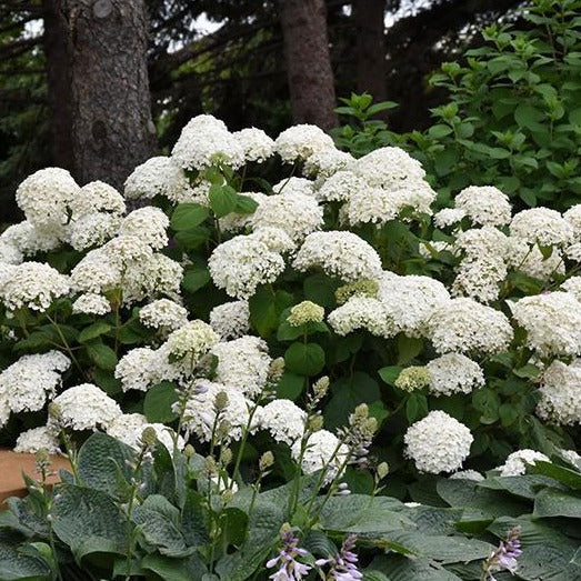 Annabelle Hydrangea - Image 4