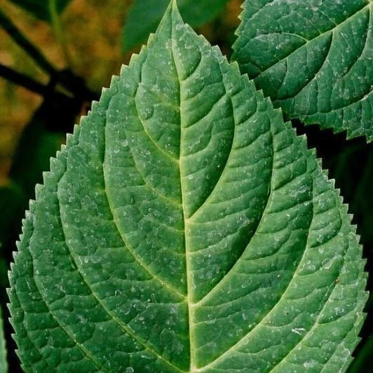 Annabelle Hydrangea - Image 5