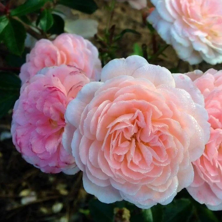 Apricot Drift® Rose