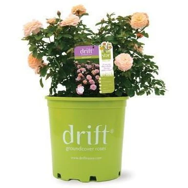 Apricot Drift® Rose - Image 2