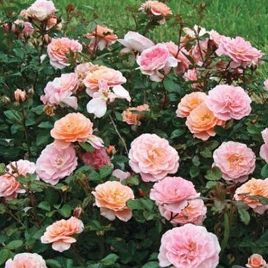 Apricot Drift® Rose - Image 3