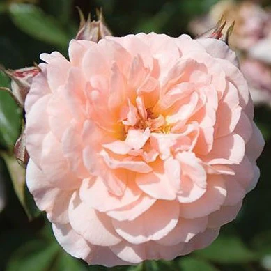 Apricot Drift® Rose - Image 4