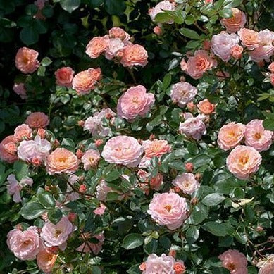 Apricot Drift® Rose - Image 5