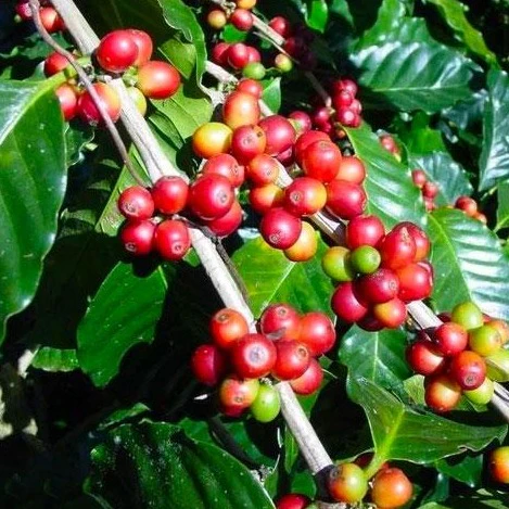 Arabica Coffee Plant - Image 3