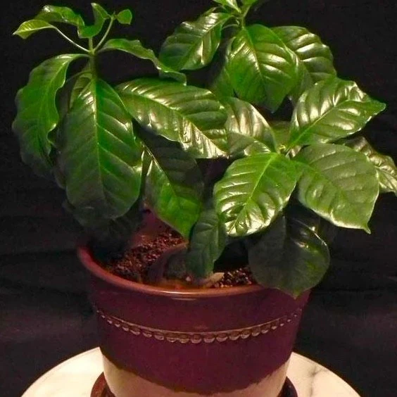 Arabica Coffee Plant - Image 4