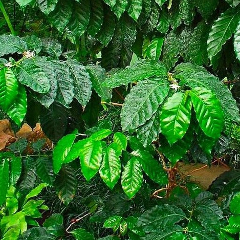 Arabica Coffee Plant - Image 5