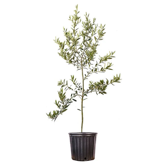 Arbequina Olive Tree - Image 3