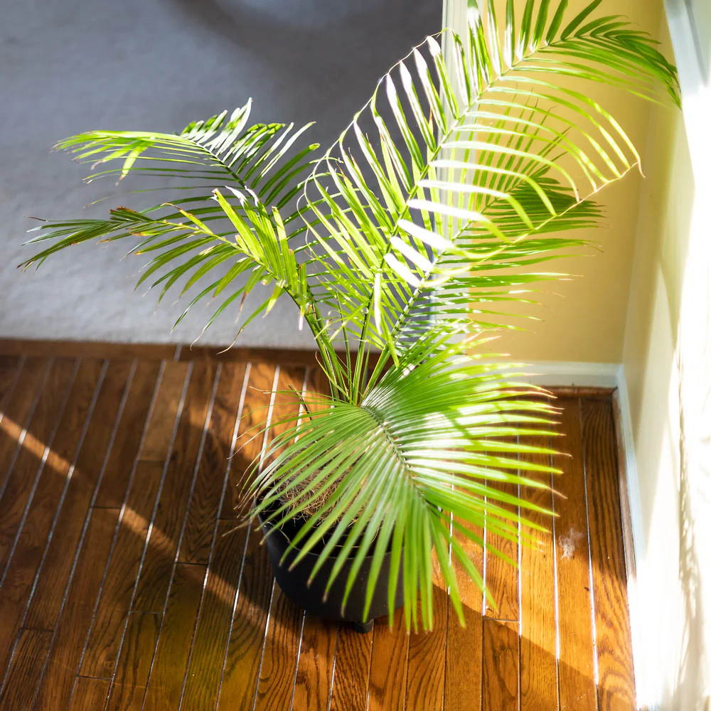 Areca Palm Tree - Image 2