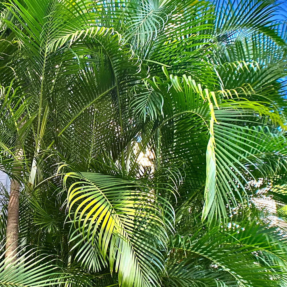 Areca Palm Tree - Image 3