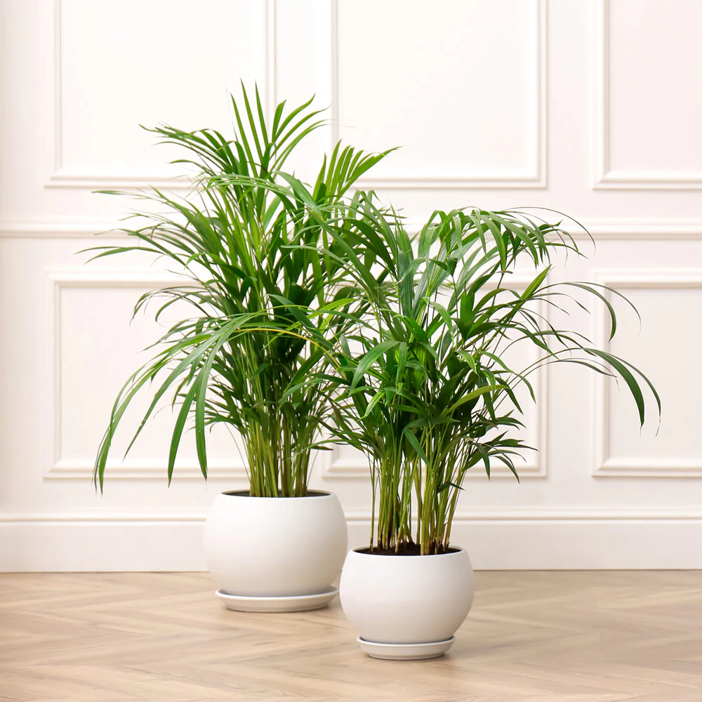 Areca Palm Tree - Image 4
