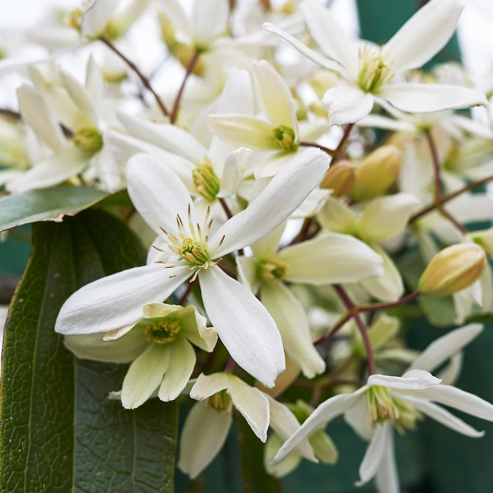 Armandii Snowdrift Clematis - Image 2