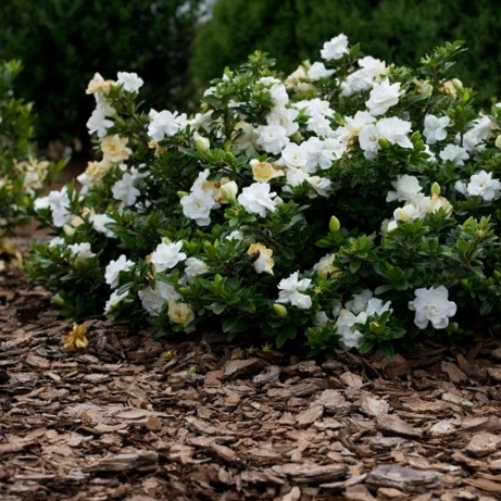 August Beauty Gardenia - Image 3