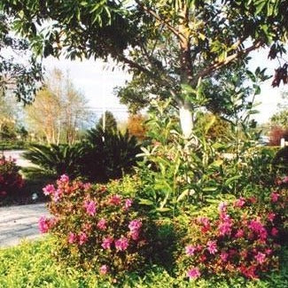 Autumn Amethyst® Encore® Azalea - Image 3