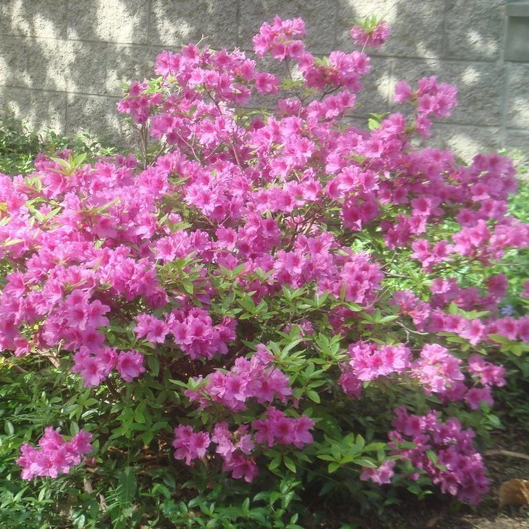 Autumn Amethyst® Encore® Azalea - Image 4