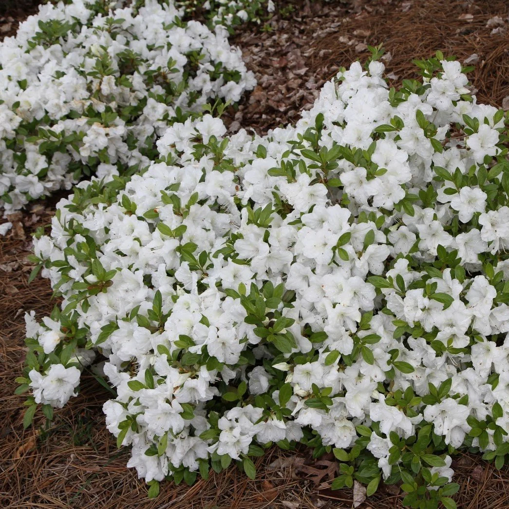 Autumn Angel® Encore® Azalea - Image 4