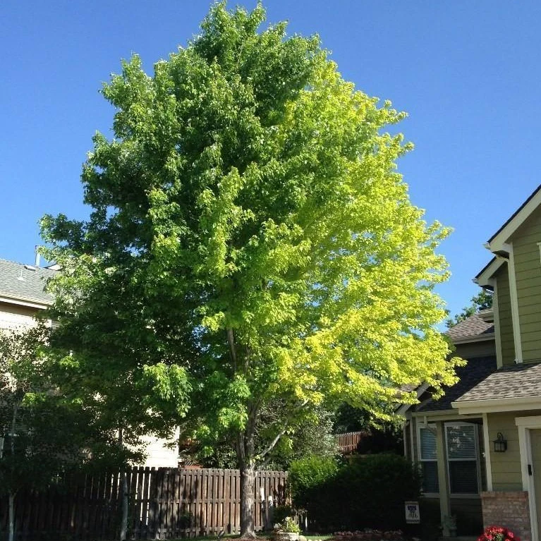 Autumn Blaze Maple - Image 3