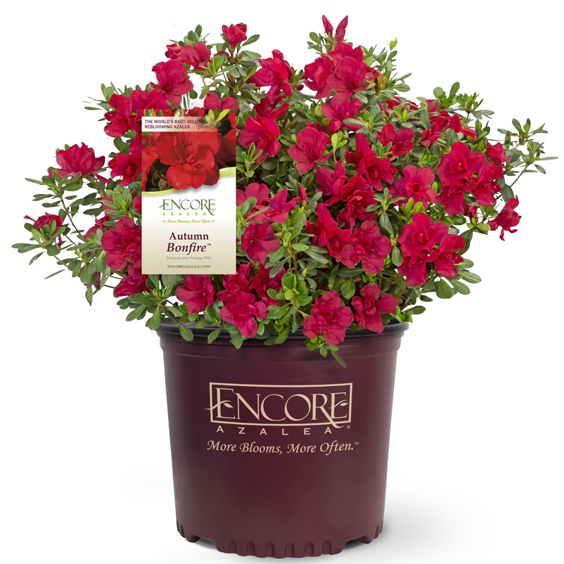 Autumn Bonfire® Encore® Azalea - Image 2