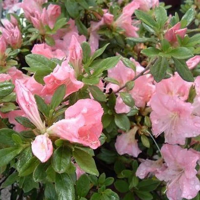 Autumn Debutante® Encore® Azalea - Image 2