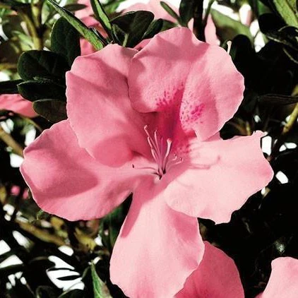Autumn Debutante® Encore® Azalea - Image 3