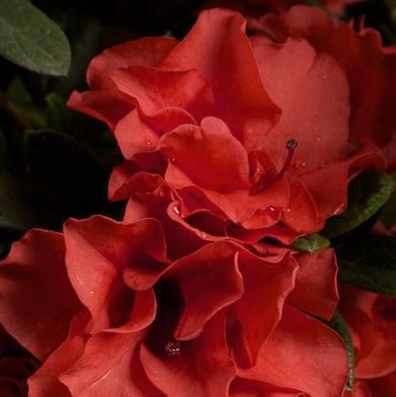 Autumn Embers® Encore® Azalea - Image 3